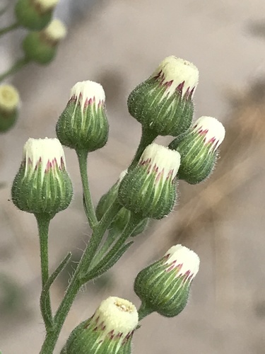 Erigeron bonariensis