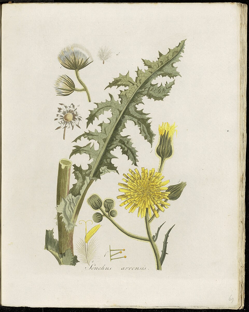 Erigeron bulbosa — photo