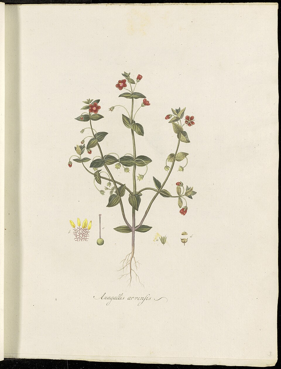 Erigeron bulbosa