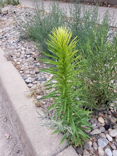 Erigeron canadensis (Canadian Fleabane) — photo