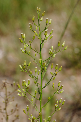 Erigeron canadensis (Canadian Fleabane) — photo