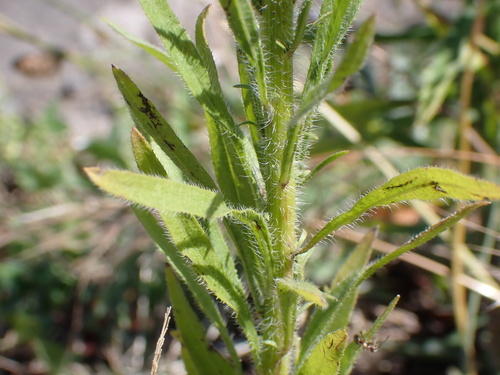 Erigeron floribundus (Asthma weed) — photo