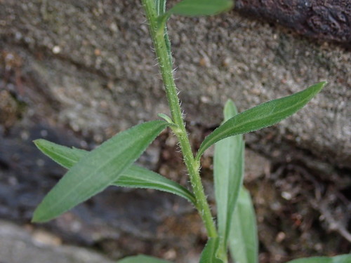 Erigeron floribundus (Asthma weed) — photo