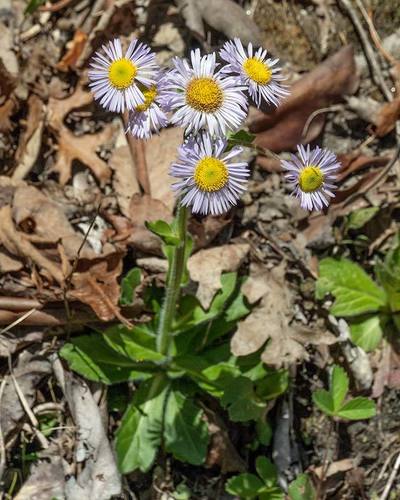 Erigeron pulchellus — photo