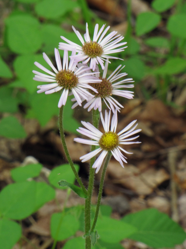 Erigeron pulchellus — photo