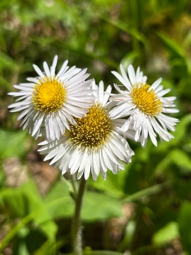 Erigeron pulchellus