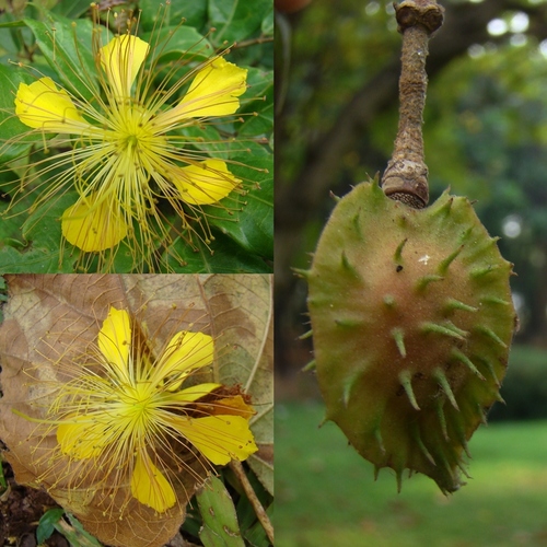 Erinocarpus nimmonii (Nimmo's erinocarpus) — photo