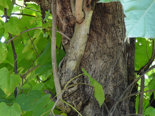 Erinocarpus nimmonii (Nimmo's erinocarpus) — photo
