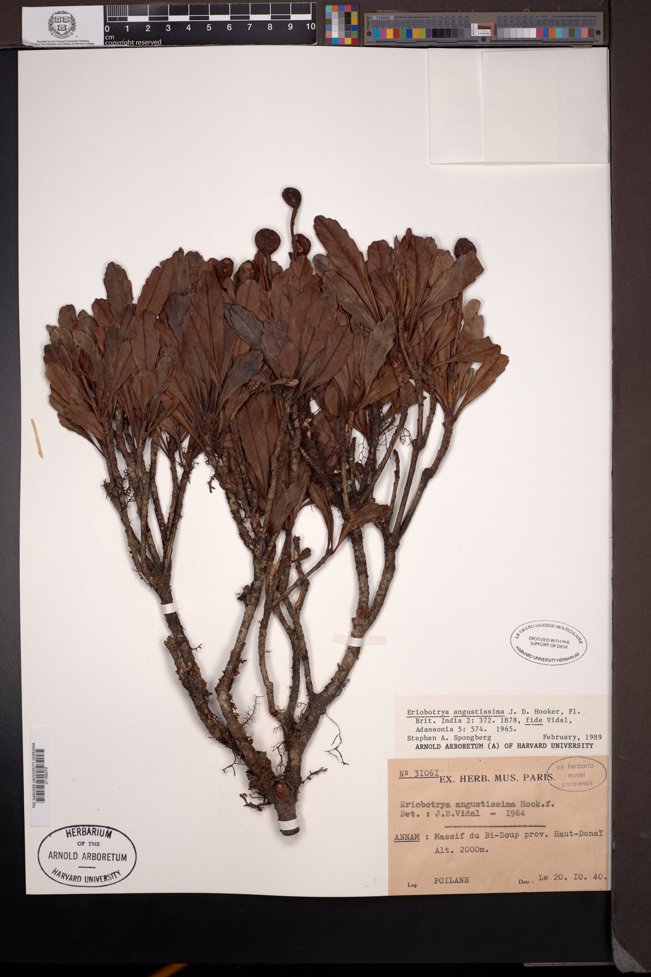 Eriobotrya angustissima — photo
