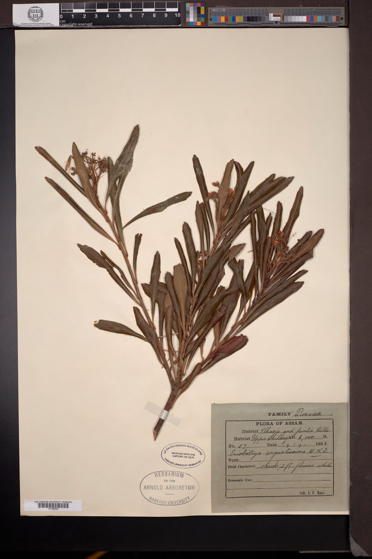 Eriobotrya angustissima — photo