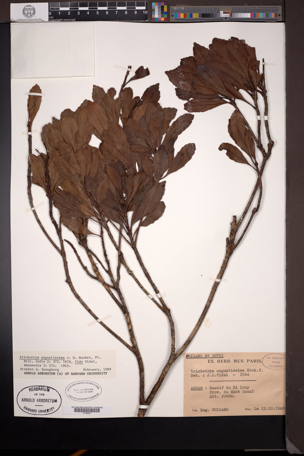 Eriobotrya angustissima