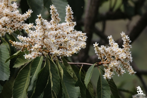 Eriobotrya bengalensis