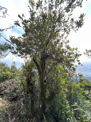 Eriobotrya deflexa (Taiwan loquat) — photo