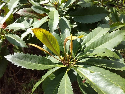 Eriobotrya deflexa (Taiwan loquat) — photo