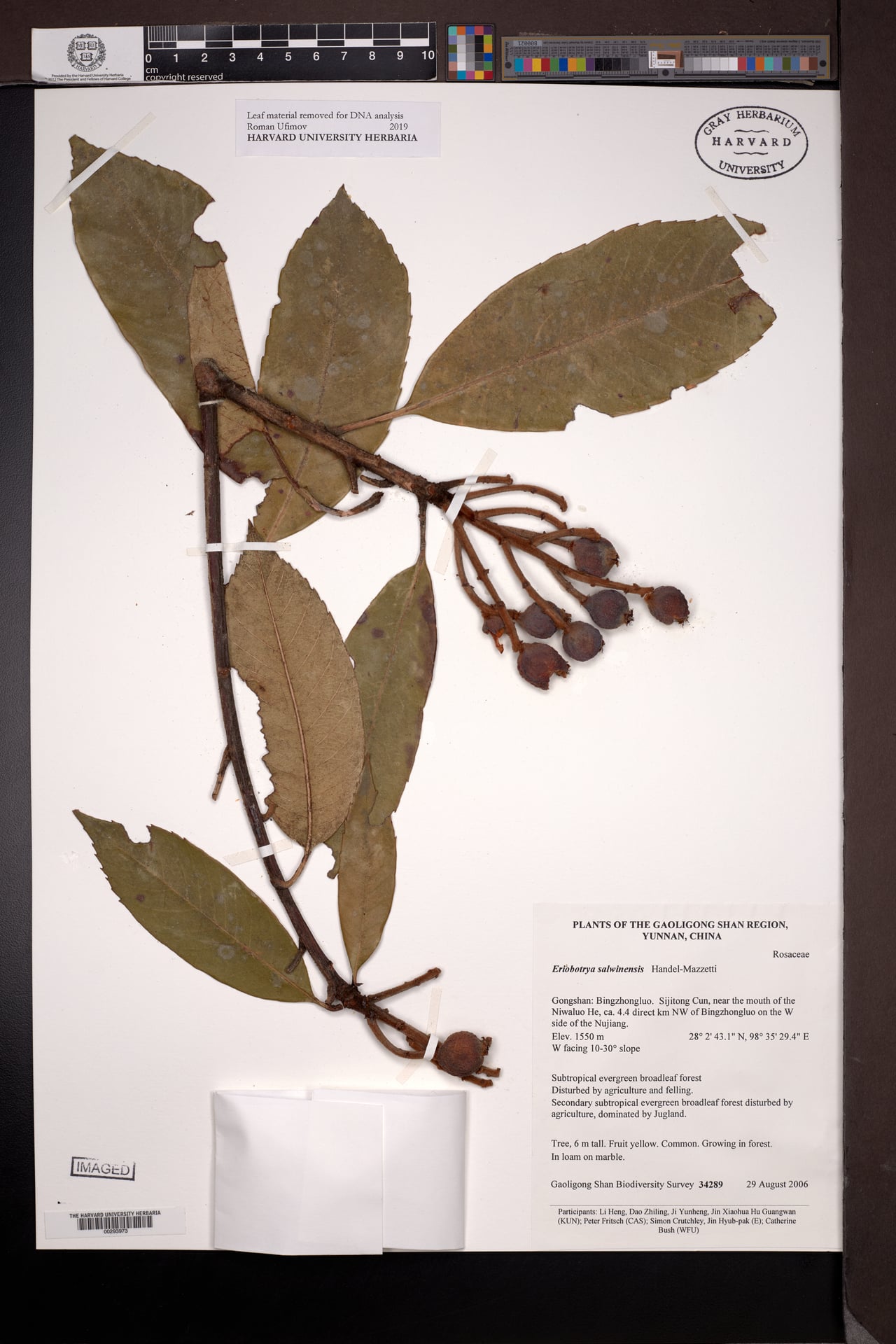 Eriobotrya salwinensis — photo