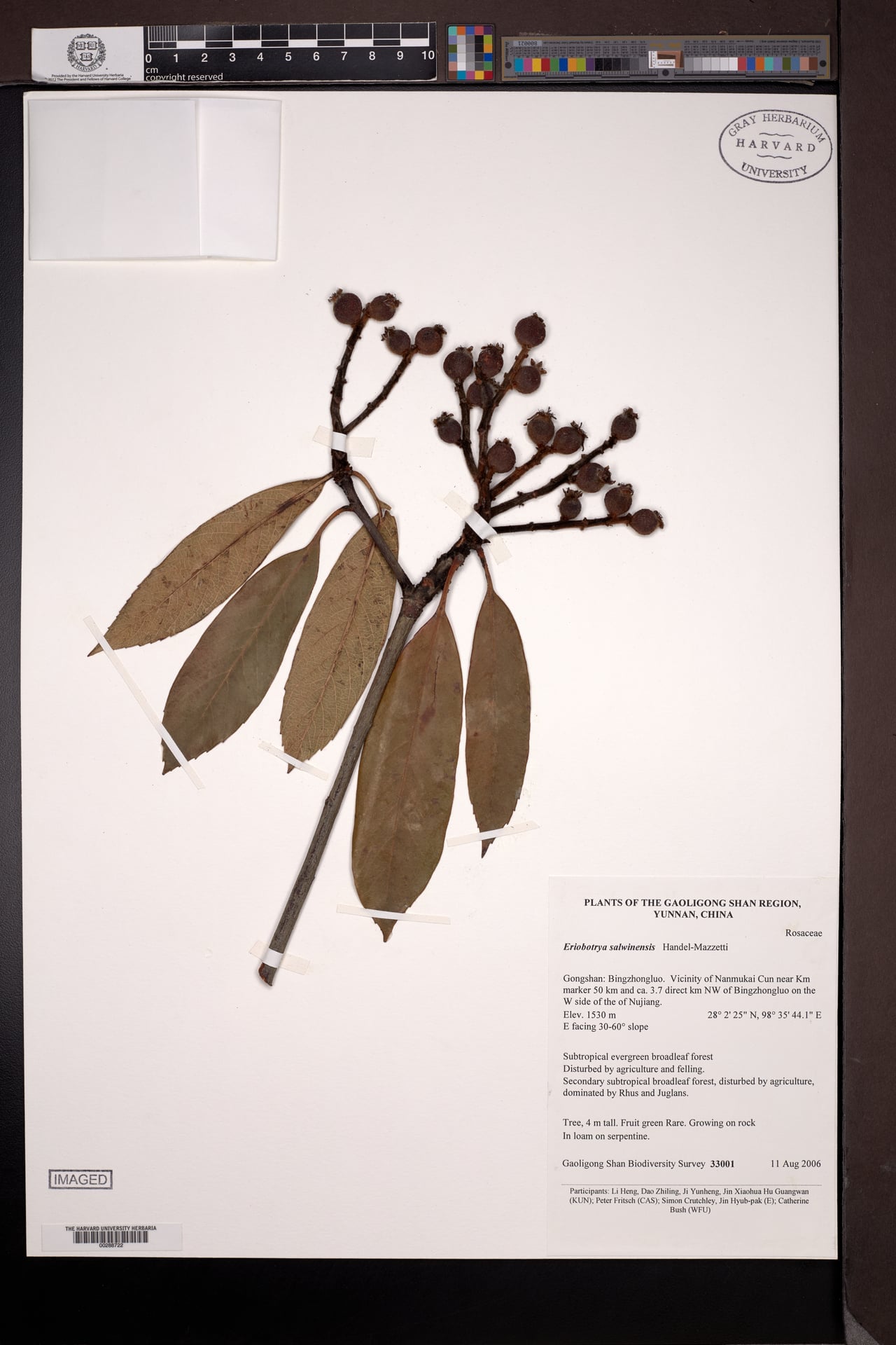 Eriobotrya salwinensis — photo
