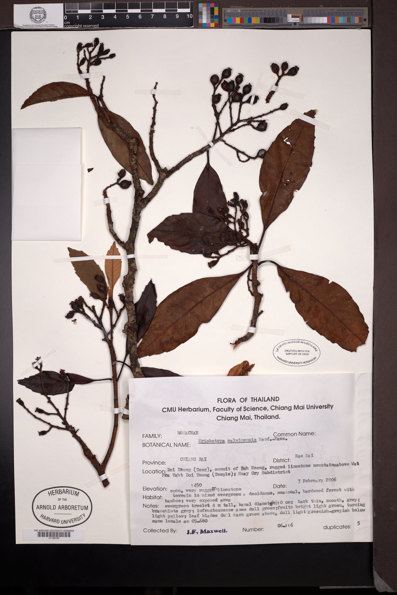 Eriobotrya salwinensis