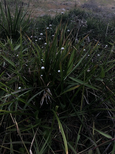 Eriocaulon australe (Tall pipewort) — photo