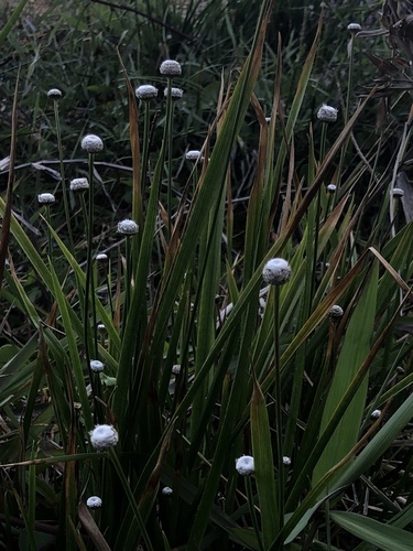Eriocaulon australe