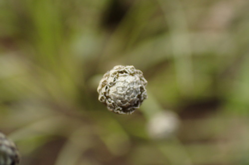 Eriocaulon buergerianum — photo