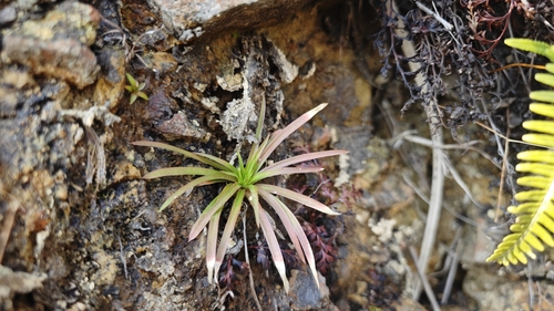Eriocaulaceae