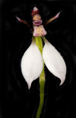 Eriochilus cucullatus (Parson’s Bands) — photo