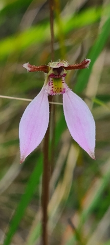 Eriochilus cucullatus (Parson’s Bands) — photo