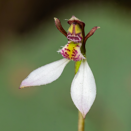 Eriochilus cucullatus