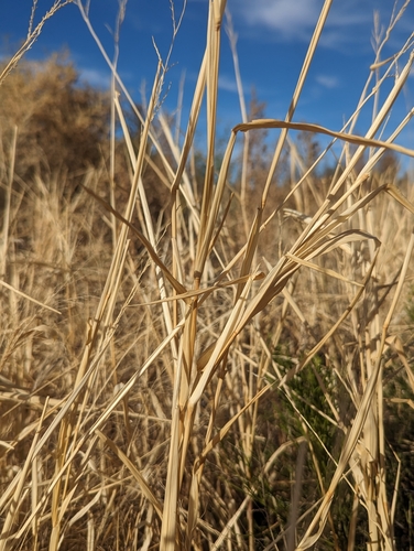 Eriochloa aristata (Bearded cupgrass) — photo