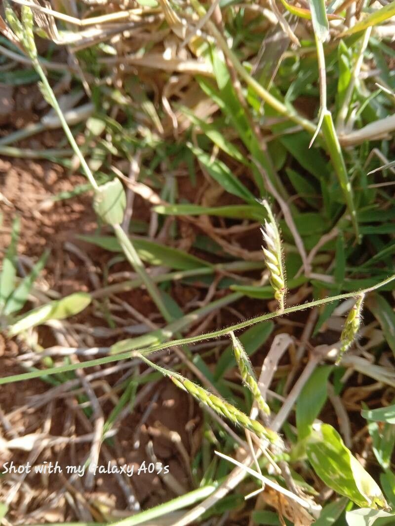 Eriochloa barbatus — photo