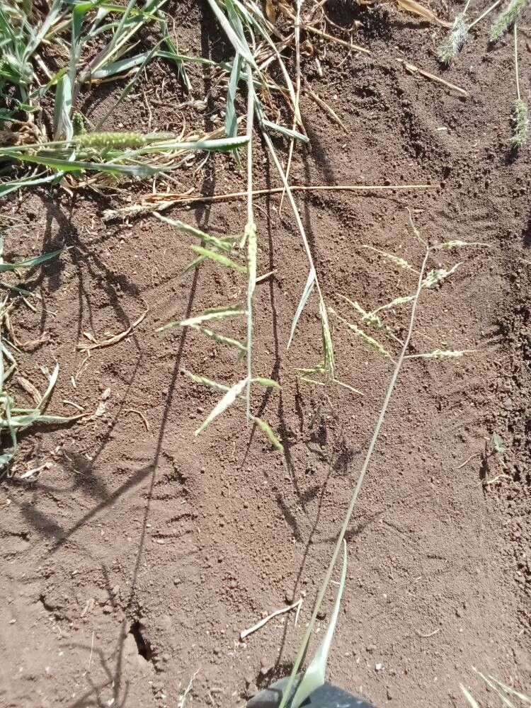 Eriochloa barbatus