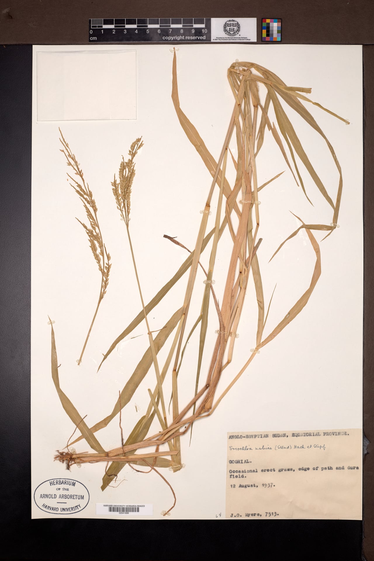Eriochloa nubica