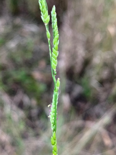Eriochloa pseudoacrotricha (Perennial cupgrass) — photo