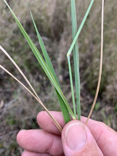 Eriochloa pseudoacrotricha (Perennial cupgrass) — photo