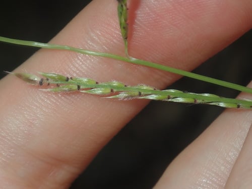 Eriochloa pseudoacrotricha