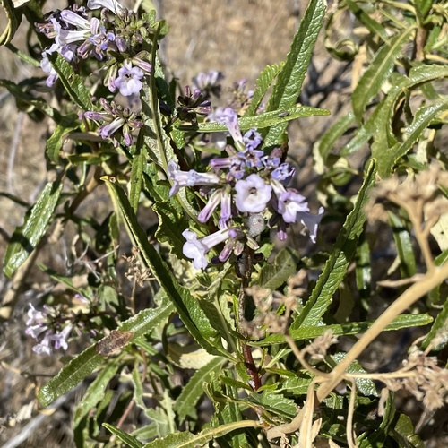 Eriodictyon californicum (Yerba santa) — photo