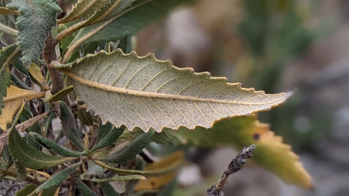 Eriodictyon trichocalyx