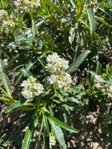 Eriodictyon trichocalyx var. lanatum