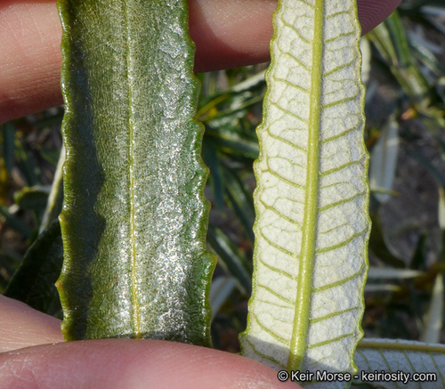 Eriodictyon trichocalyx var. lanatum (San Diego yerbasanta) — photo