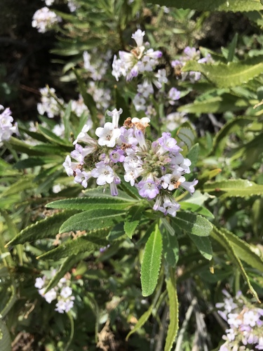 Eriodictyon trichocalyx var. lanatum (San Diego yerbasanta) — photo