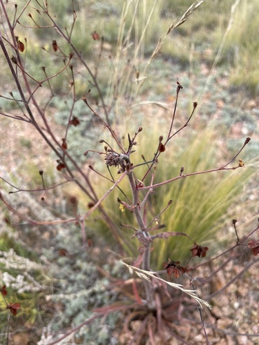 Eriogonum alatum (Winged buckwheat) — photo