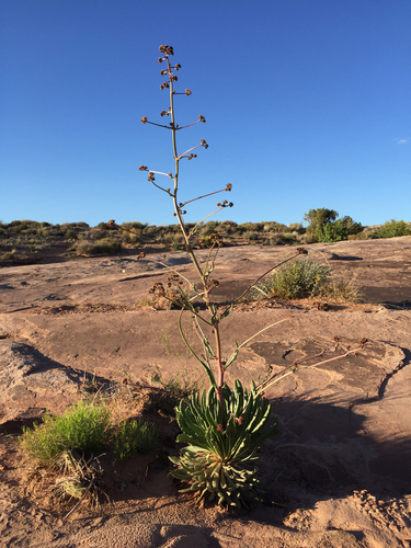 Eriogonum alatum (Winged buckwheat) — photo