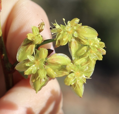 Eriogonum alatum