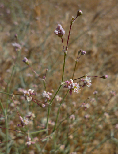 Eriogonum angulosum (Anglestem buckwheat) — photo