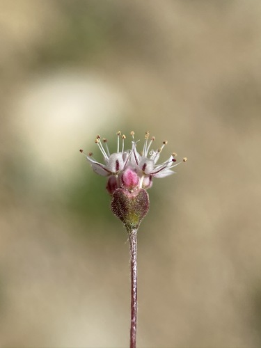 Eriogonum angulosum (Anglestem buckwheat) — photo