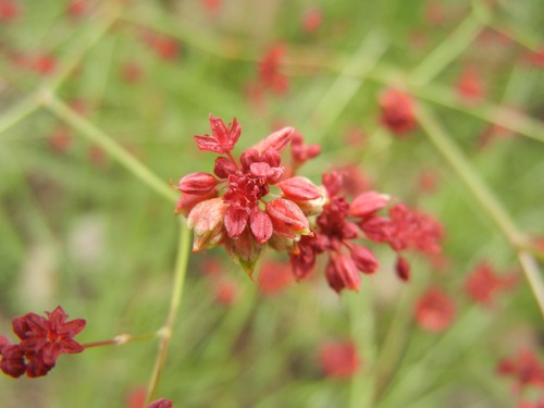 Eriogonum atrorubens (Red Wild Buckwheat) — photo