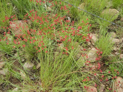 Eriogonum atrorubens (Red Wild Buckwheat) — photo