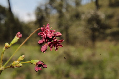 Eriogonum atrorubens