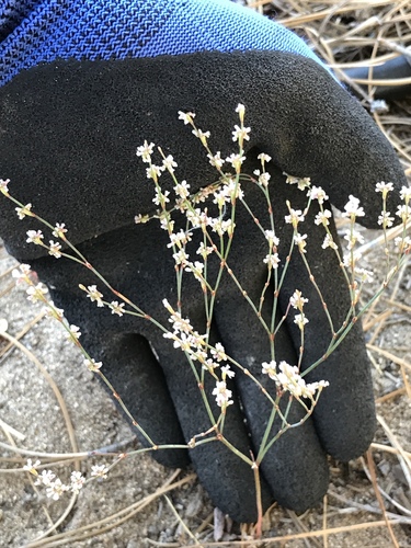 Eriogonum baileyi (Bailey's buckwheat) — photo