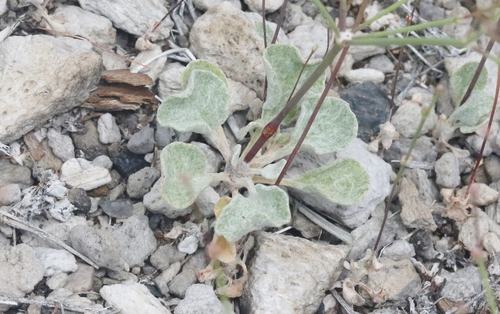Eriogonum baileyi (Bailey's buckwheat) — photo